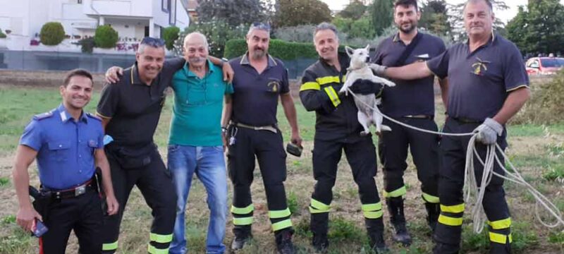 salvataggio-cane