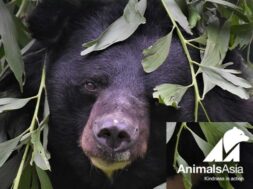 animals-asia-orso