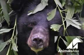 animals-asia-orso