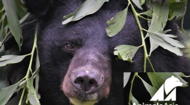 animals-asia-orso