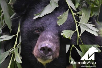 animals-asia-orso