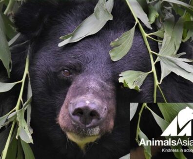 animals-asia-orso