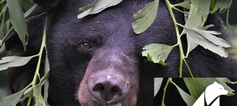 animals-asia-orso