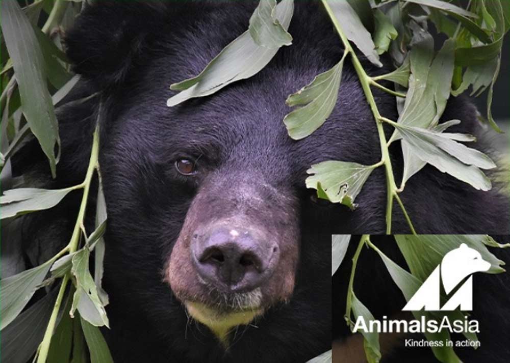 Notte di Mezzo, Halloween: anche Animals Asia il 31 ottobre a Viterbo con le associazioni di volontariato del territorio.
