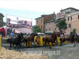 PALIO7