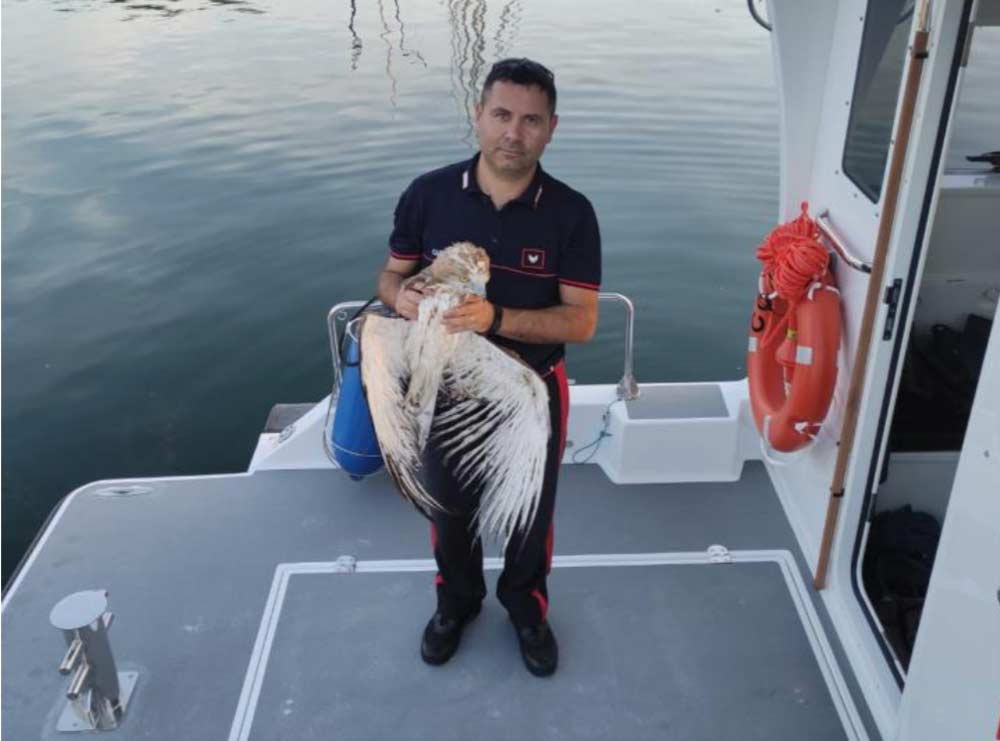 Bisentina, Capodimonte: carabinieri salvano un esemplare di aquila dei “serpenti”.