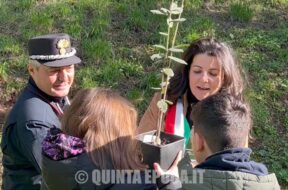 alberi-vanni-frontini-mareschi