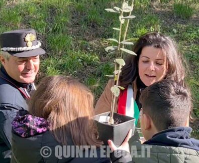 alberi-vanni-frontini-mareschi