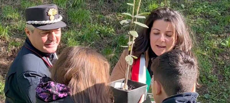 alberi-vanni-frontini-mareschi