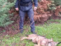 lupo-investito-forestale
