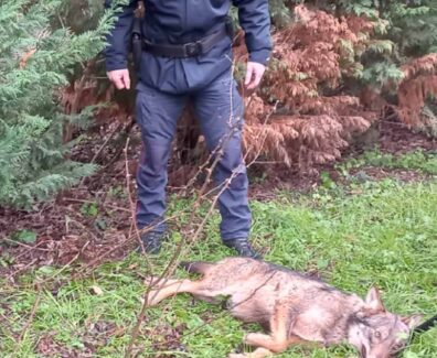 lupo-investito-forestale