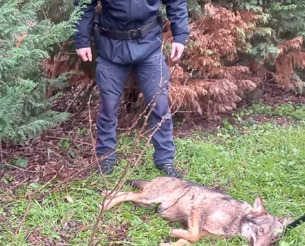 Montefiascone: lupo investito da un’auto, soccorso dai carabinieri forestali.