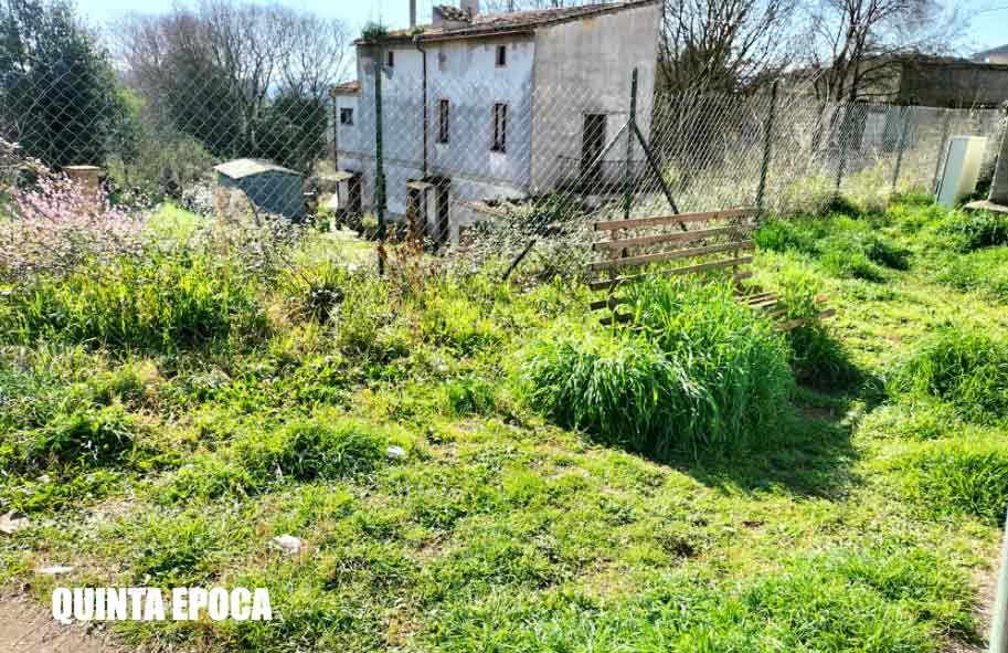 Erba alta o fagioli magici? E. Micci: «Cara sindaca è Pasqua anche a Grotte».