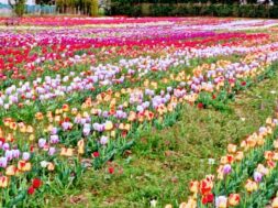 tulipani