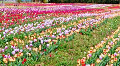 tulipani