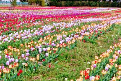 tulipani