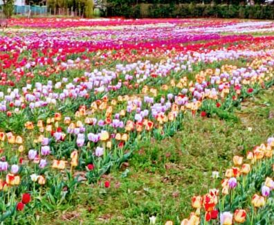 tulipani