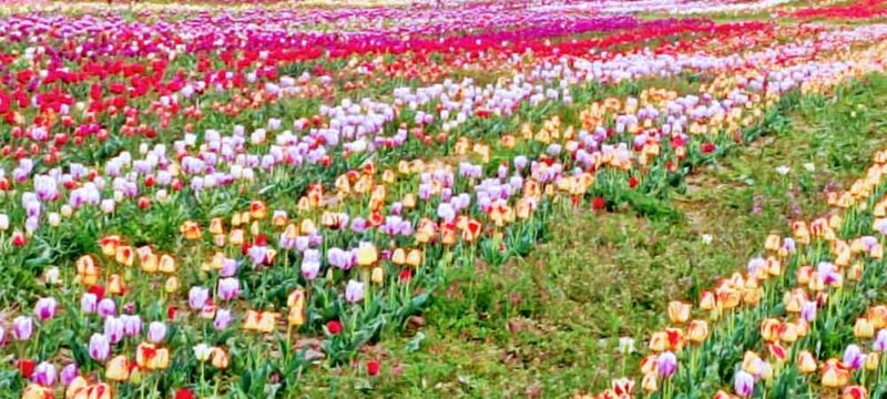 tulipani