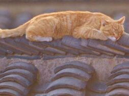 gatti-tetti
