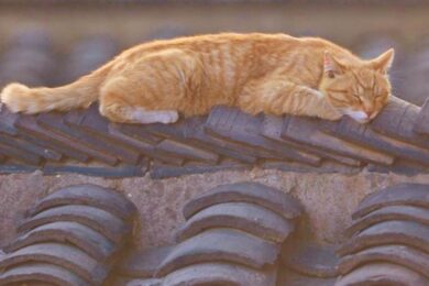 gatti-tetti
