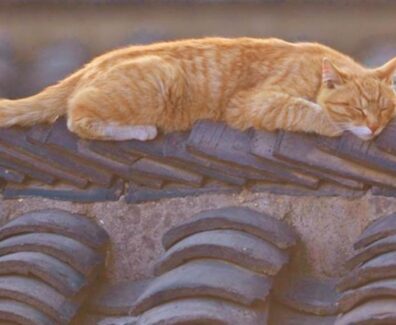 gatti-tetti