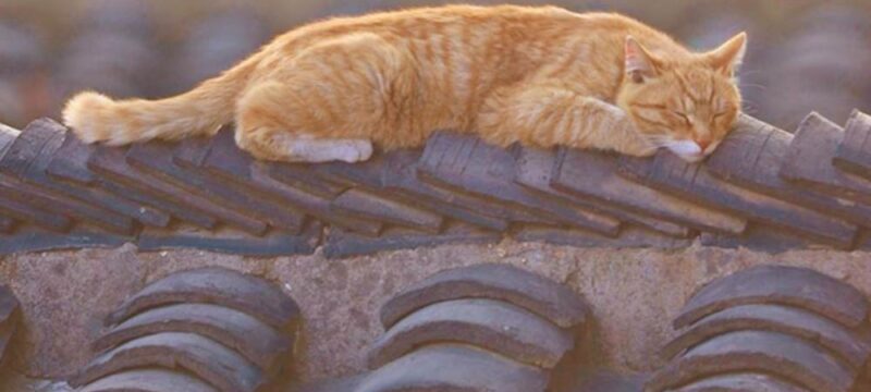gatti-tetti
