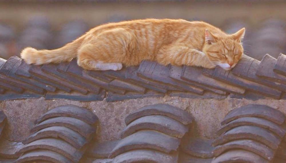Dall’Ottocento ad oggi i “Gatti dei tetti” di piazza delle Erbe mai scesi a terra.