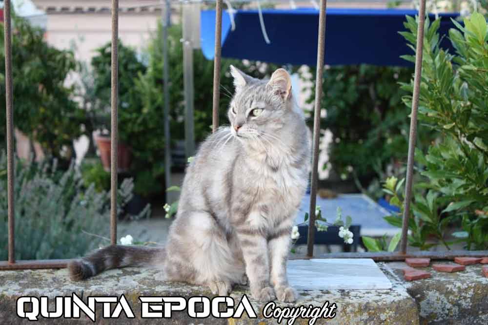Il gatto Grigio dei Gatti dei Tetti di piazza delle Erbe