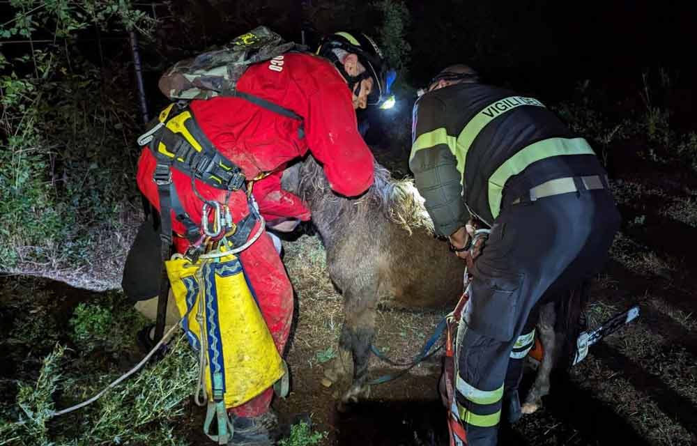 Puledro precipita in una scarpata: salvato dai vigili del fuoco.