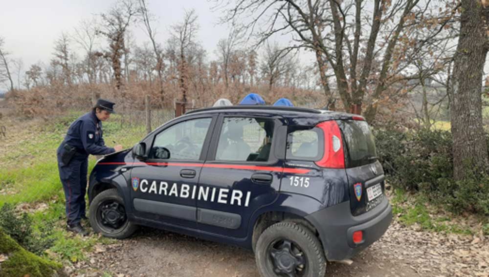 Segnalata ditta boschiva per legname di provenienza illegale.