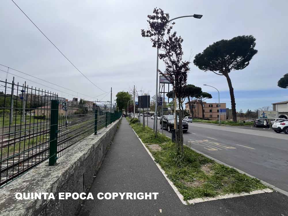 Alberi secchi via A. Diaz, Frontini: “Uno scempio”, Allegrini: “Non li avete innaffiati”