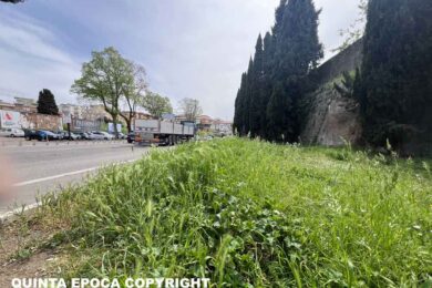 CASSIA-ERBA-ALTA