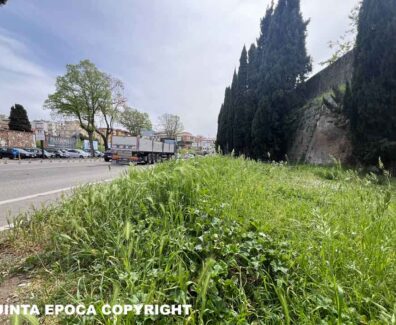 CASSIA-ERBA-ALTA