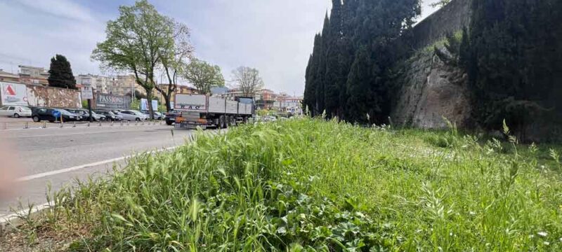 CASSIA-ERBA-ALTA