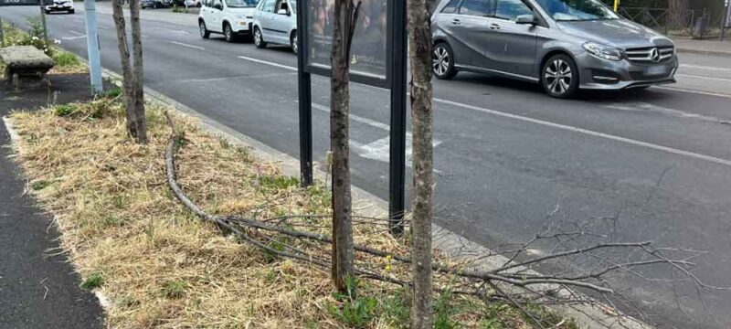 PRUNUS-DIAZ
