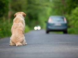 abbandono-animali-cane-cani