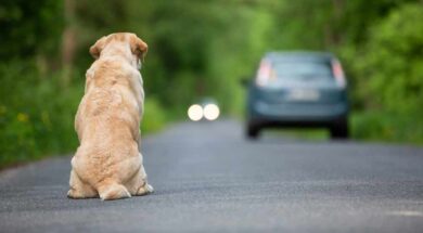 abbandono-animali-cane-cani
