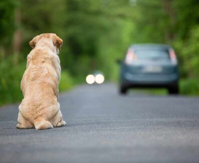 abbandono-animali-cane-cani