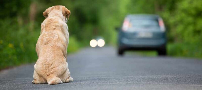 abbandono-animali-cane-cani