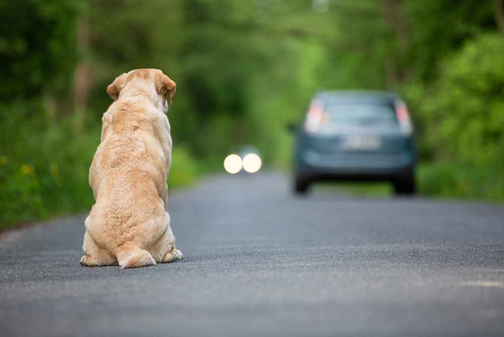 Lega a piazza delle Erbe contro l’abbandono degli animali.