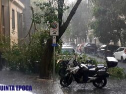 albero-crollato