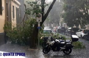 albero-crollato