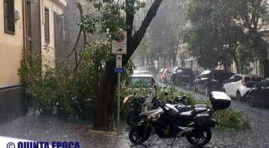 albero-crollato