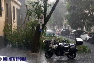 albero-crollato