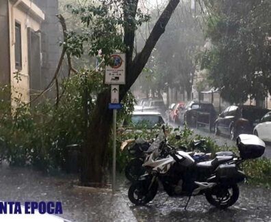 albero-crollato