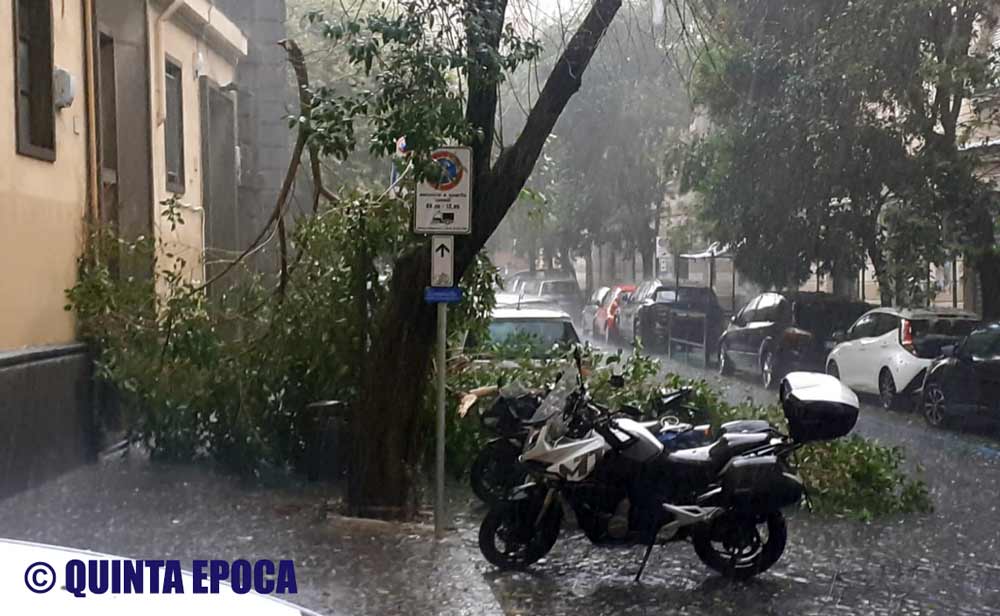 Pioggia e grandine sulla città, grossi rami cadono a via Tommaso Carletti.