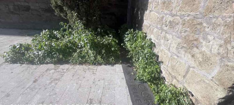 PASSEGGIATA-ECOLOGICA