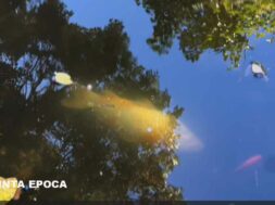 PESCE-PRATO-GIARDINO3