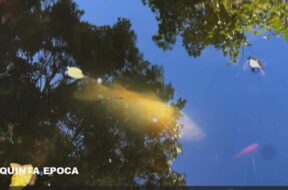 PESCE-PRATO-GIARDINO3