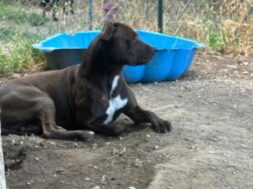 zola